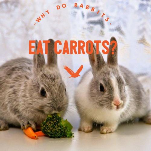 30+ Rabbit Riddles And Answers To Solve 2019 Puzzles & Brain Teasers