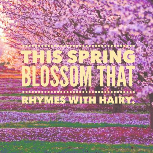 This spring blossom that rhymes with hairy.