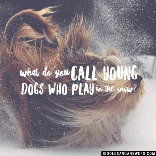 What do you call young dogs who play in the snow?