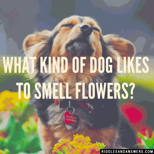 What kind of dog likes to smell flowers?