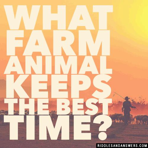 What farm animal keeps the best time? 