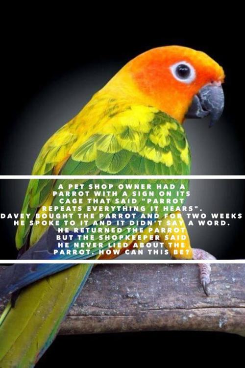 A pet shop owner had a parrot with a sign on its cage that said "Parrot repeats everything it hears". Davey bought the parrot and for two weeks he spoke to it and it didn't say a word. He returned the parrot but the shopkeeper said he never lied about the parrot. How can this be?