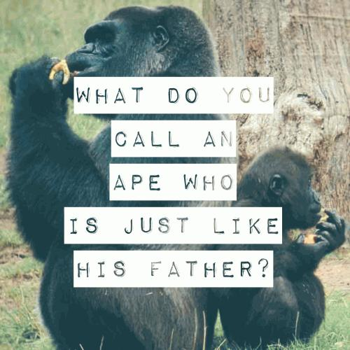 What do you call an ape who is just like his father?