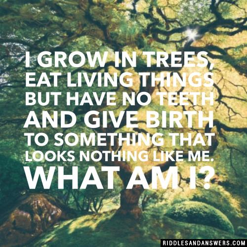 I grow in trees, eat living things but have no teeth and give birth to something that looks nothing like me. What am I?