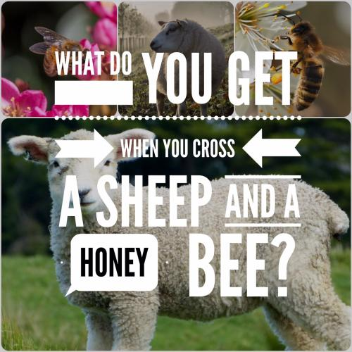 Sheep Riddles