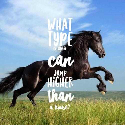 What type of horse can jump higher than a house?