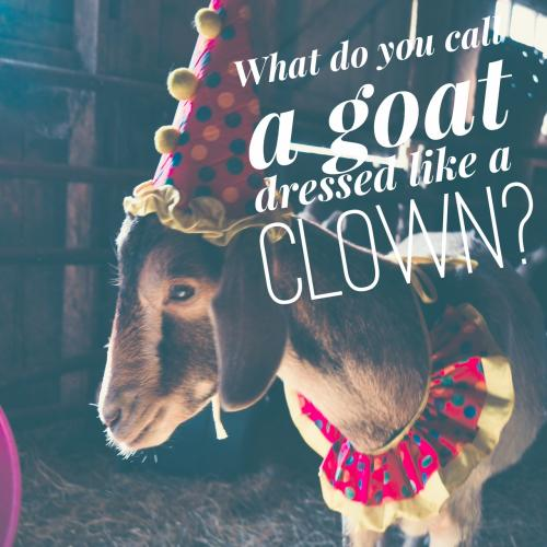 What do you call a goat dressed like a clown? 