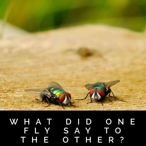 Insect Riddles
