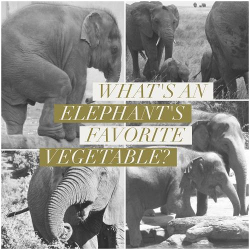 What's an elephant's favorite vegetable?