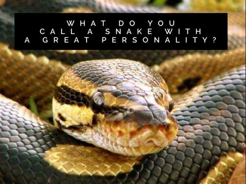 What do you call a snake with a great personality?