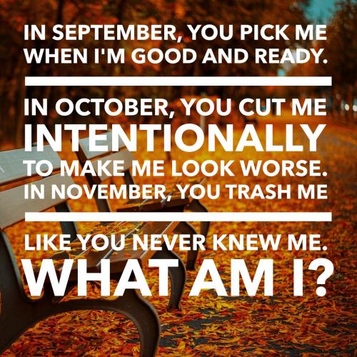 In September, you pick me when I'm good and ready.

In October, you cut me intentionally to make me look worse.

In November, you trash me like you never knew me.

What am I?