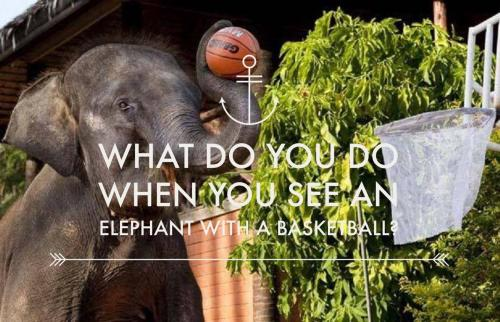 What do you do when you see an elephant with a basketball?