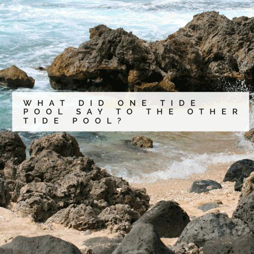 What did one tide pool say to the other tide pool?