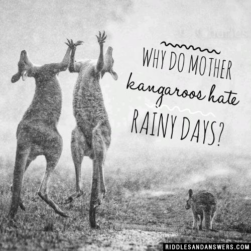 Why do mother kangaroos hate rainy days?