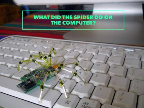 What did the spider do on the computer?