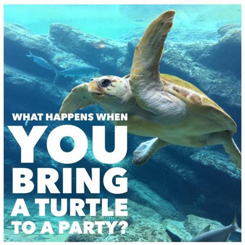 What happens when you bring a turtle to a party? 