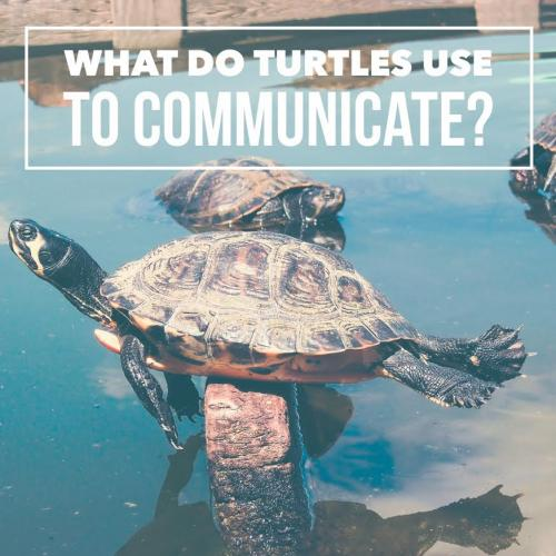 What do turtles use to communicate? 