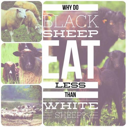 Why do black sheep eat less than white sheep?