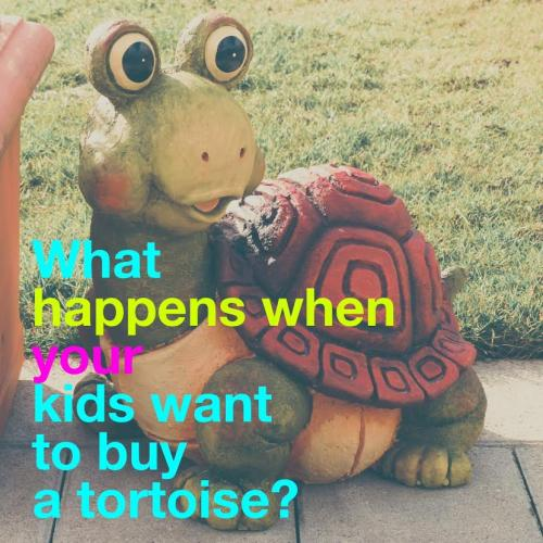 What happens when your kids want to buy a tortoise? 