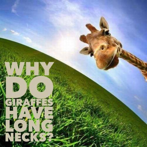 Why do giraffes have long necks? 