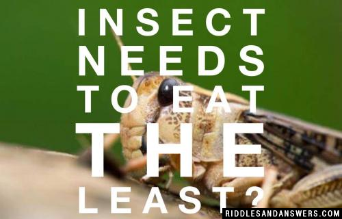 What insect needs to eat the least?