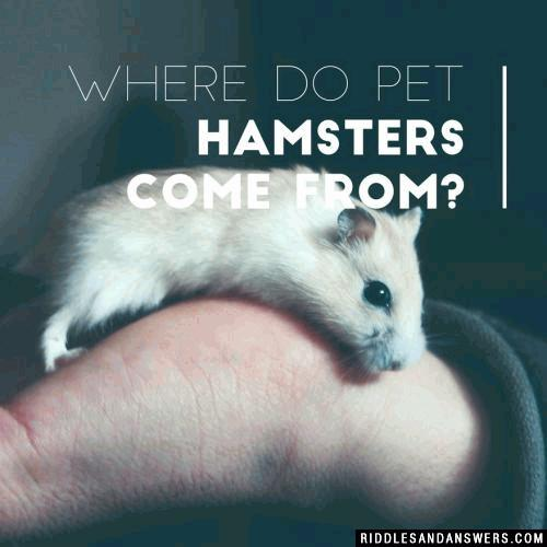 Where do pet hamsters come from? 