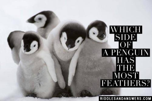 Which side of a penguin has the most feathers?