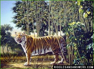 Try to locate the hidden tiger in the image given above? 