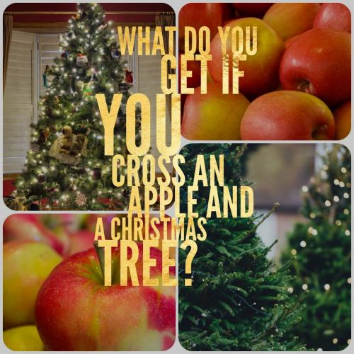 What do you get if you cross an apple and a Christmas tree?