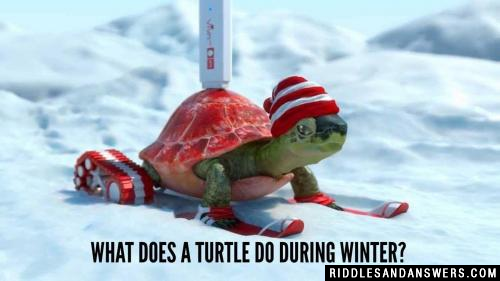 What does a turtle do during winter? 