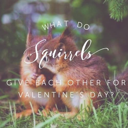 What do squirrels give each other for Valentines Day?