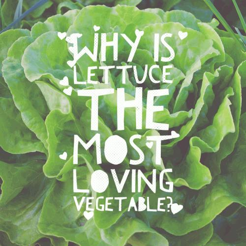 Why is lettuce the most loving vegetable?