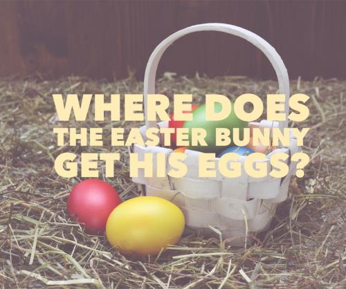 Where does the Easter Bunny get his eggs?