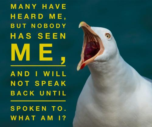 Many have heard me, but nobody has seen me, and I will not speak back until spoken to.What am I?