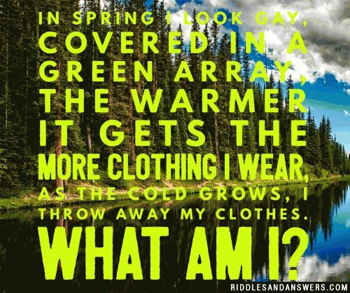 In spring I look gay, Covered in a green array, The warmer it gets the more clothing I wear, As the cold grows, I throw away my clothes.

What am I?