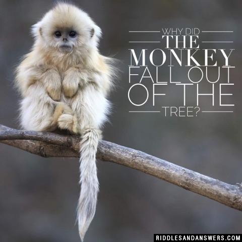 Why did the monkey fall out of the tree? 