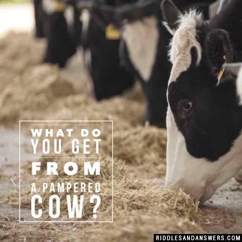 What do you get from a pampered cow?