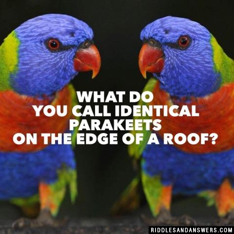 What do you call identical parakeets on the edge of a roof?