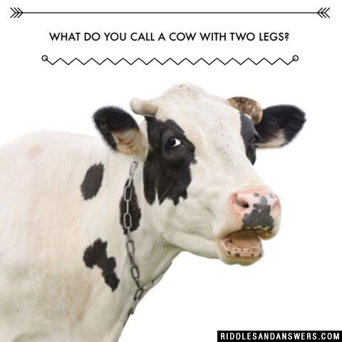 What do you call a cow with two legs?