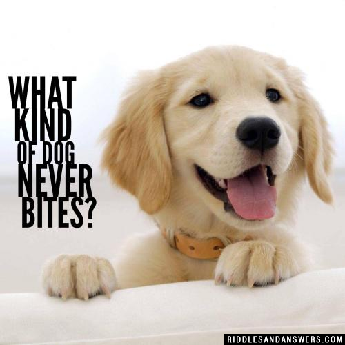 What kind of dog never bites?