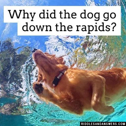 Why did the dog go down the rapids?