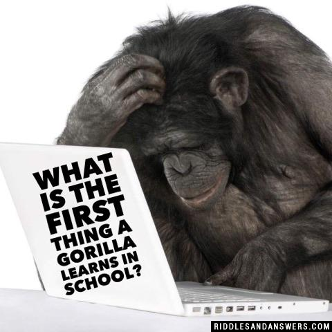 What is the first thing a gorilla learns in school?