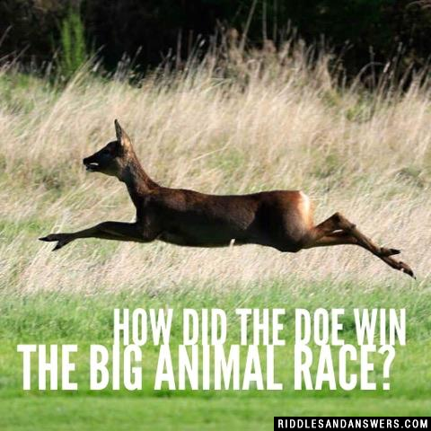 How did the Doe win the big animal race?