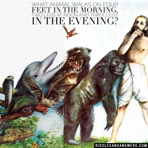 What animal walks on four feet in the morning, two legs at noon and three legs in the evening?