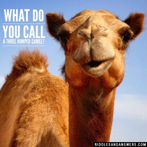 What do you call a three humped camel?