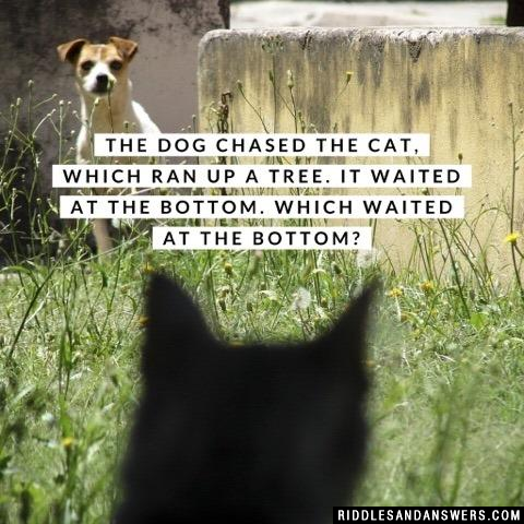 The dog chased the cat, which ran up a tree. It waited at the bottom.

Which waited at the bottom?