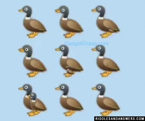 How many ducks are there in the image?
