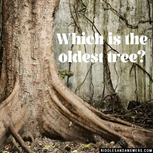 Which is the oldest tree?