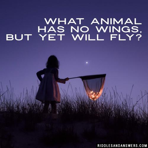 What animal has no wings, but yet will fly?